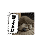 チョコくんスタンプ 2（個別スタンプ：16）