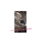 みんな大好きしょうご（個別スタンプ：8）