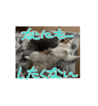 チロ・ココ（個別スタンプ：3）