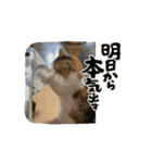 チロ・ココ（個別スタンプ：6）