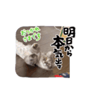 めろんの日常1（個別スタンプ：4）