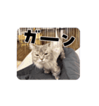 めろんの日常1（個別スタンプ：10）
