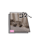 めろんの日常1（個別スタンプ：11）