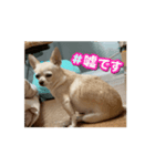 わんわんスタンプチワワかわいい（個別スタンプ：5）
