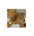うちのもかちゃんセットスタンプ（個別スタンプ：7）