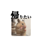 キンクマのぱんちゃん（個別スタンプ：9）