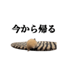 キンクマのぱんちゃん（個別スタンプ：12）