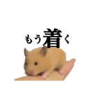 キンクマのぱんちゃん（個別スタンプ：13）