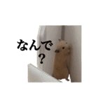 キンクマのぱんちゃん（個別スタンプ：26）