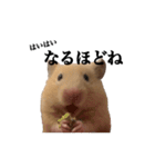 キンクマのぱんちゃん（個別スタンプ：32）