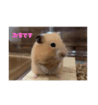 原田ぷるの日常その2（個別スタンプ：1）
