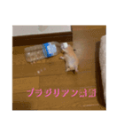 原田ぷるの日常その2（個別スタンプ：5）