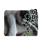 病みネコ1（個別スタンプ：1）