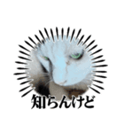 病みネコ1（個別スタンプ：2）