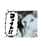 病みネコ1（個別スタンプ：4）