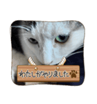 病みネコ1（個別スタンプ：5）