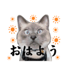 散歩猫こだま君スタンプ【通常版】（個別スタンプ：2）