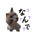 散歩猫こだま君スタンプ【通常版】（個別スタンプ：3）