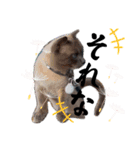 散歩猫こだま君スタンプ【通常版】（個別スタンプ：5）