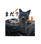 散歩猫こだま君スタンプ【通常版】（個別スタンプ：6）