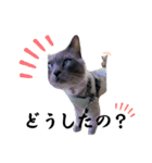 散歩猫こだま君スタンプ【通常版】（個別スタンプ：9）