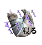散歩猫こだま君スタンプ【通常版】（個別スタンプ：14）
