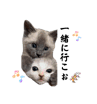 散歩猫こだま君スタンプ【通常版】（個別スタンプ：15）