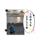 散歩猫こだま君スタンプ【通常版】（個別スタンプ：16）