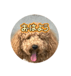 チョコとハムスターのスタンプ 4（個別スタンプ：1）