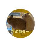 チョコとハムスターのスタンプ 4（個別スタンプ：13）