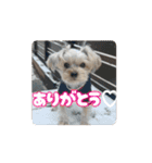 川口家のちょこまろらて2（個別スタンプ：1）