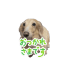 川口家のちょこまろらて2（個別スタンプ：4）