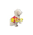 川口家のちょこまろらて2（個別スタンプ：5）