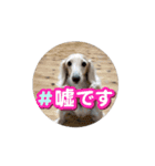 川口家のちょこまろらて2（個別スタンプ：7）