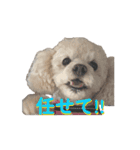 川口家のちょこまろらて2（個別スタンプ：9）