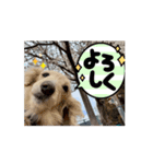 川口家のちょこまろらて2（個別スタンプ：16）