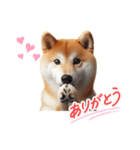柴犬の日常と気持ち（個別スタンプ：2）