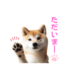柴犬の日常と気持ち（個別スタンプ：5）