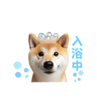 柴犬の日常と気持ち（個別スタンプ：6）