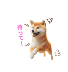 柴犬の日常と気持ち（個別スタンプ：11）