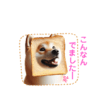 柴犬の日常と気持ち（個別スタンプ：16）