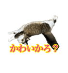 ちょっとクセ強めの猫（個別スタンプ：1）