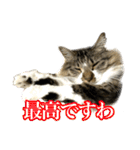 ちょっとクセ強めの猫（個別スタンプ：2）