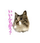 ちょっとクセ強めの猫（個別スタンプ：3）