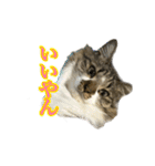 ちょっとクセ強めの猫（個別スタンプ：4）