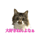 ちょっとクセ強めの猫（個別スタンプ：5）