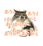 ちょっとクセ強めの猫（個別スタンプ：6）