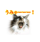 ちょっとクセ強めの猫（個別スタンプ：7）