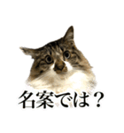 ちょっとクセ強めの猫（個別スタンプ：8）