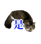 ちょっとクセ強めの猫（個別スタンプ：9）